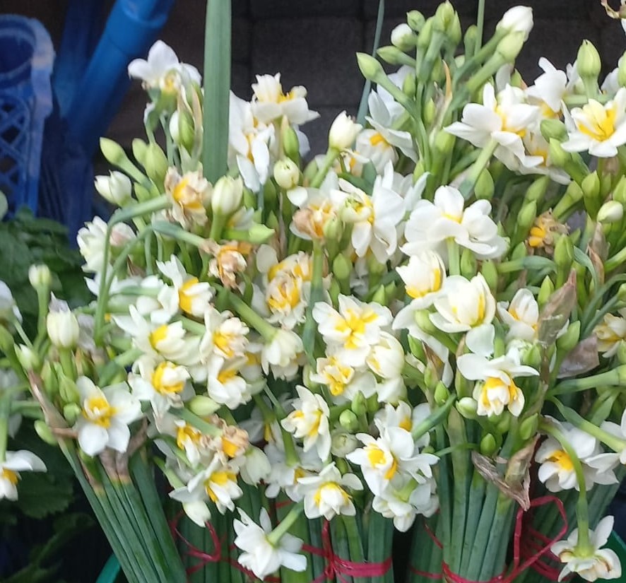 Nergis Çiçekleri Ortaya Çıktı