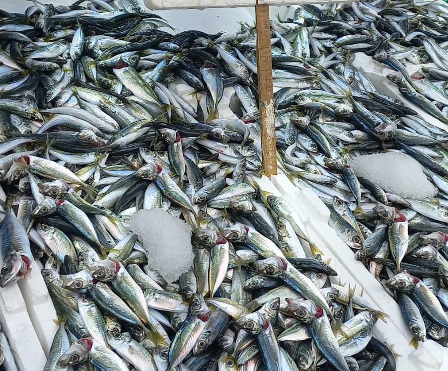 Hamsi Yoksa, İstavrit Var!