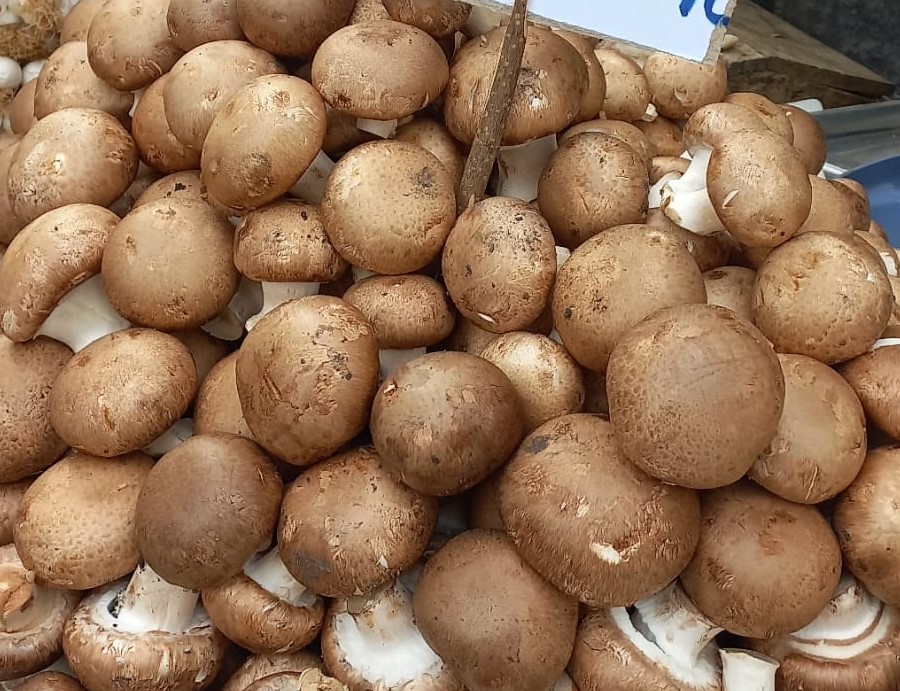 Kestane Mantarı Kapış Kapış