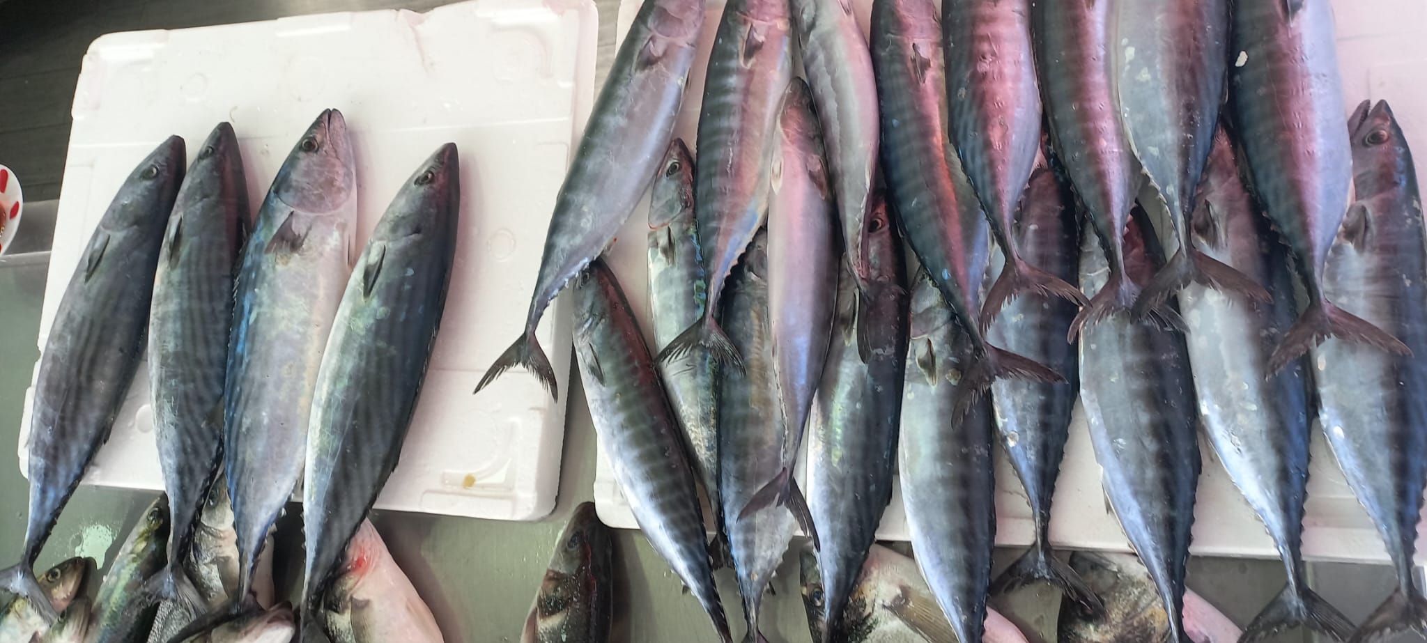 Palamut Sahalara Geri Döndü!