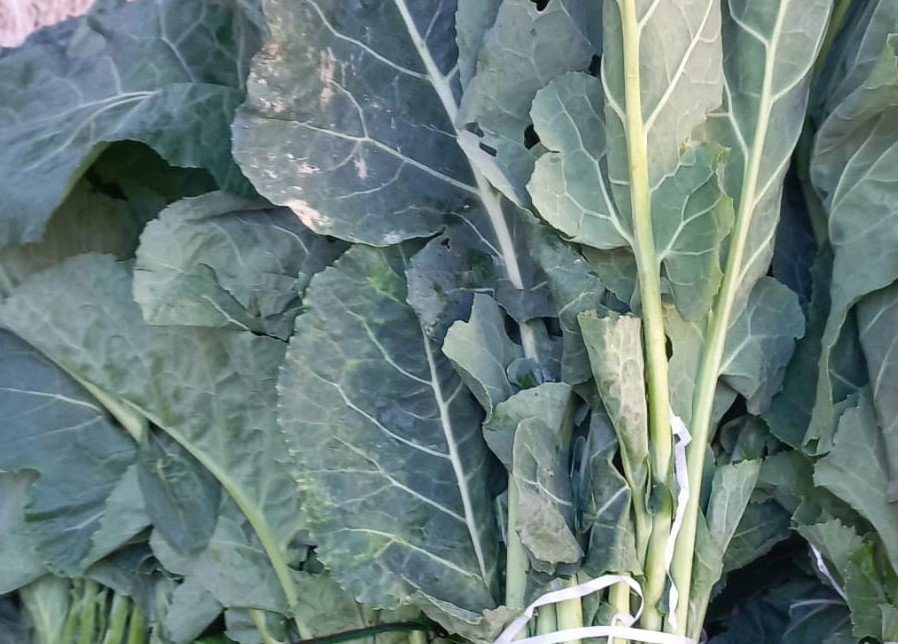 Kar Suyunu Yiyen Pancara Yoğun Talep