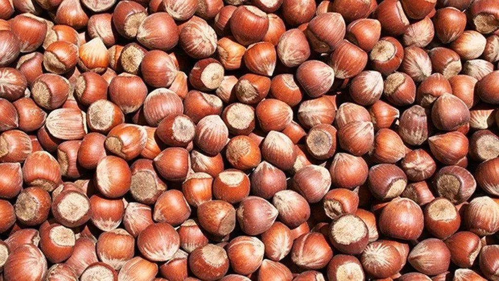 Fındık, 7 Ay Sonra 200 TL’ye Düştü