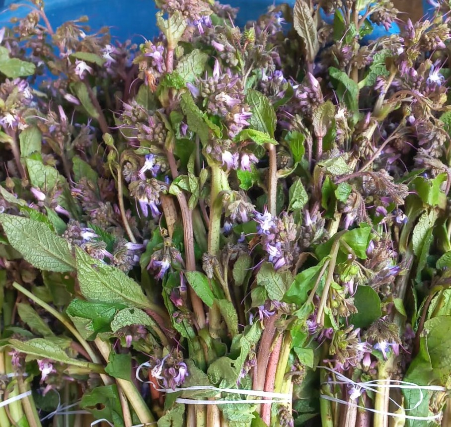 Pazarda Galdirik Bolluğu