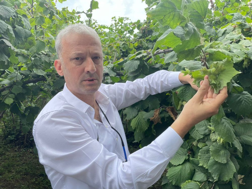 “Türk Fındığını Beleşe Yedirmek İstiyorlar”