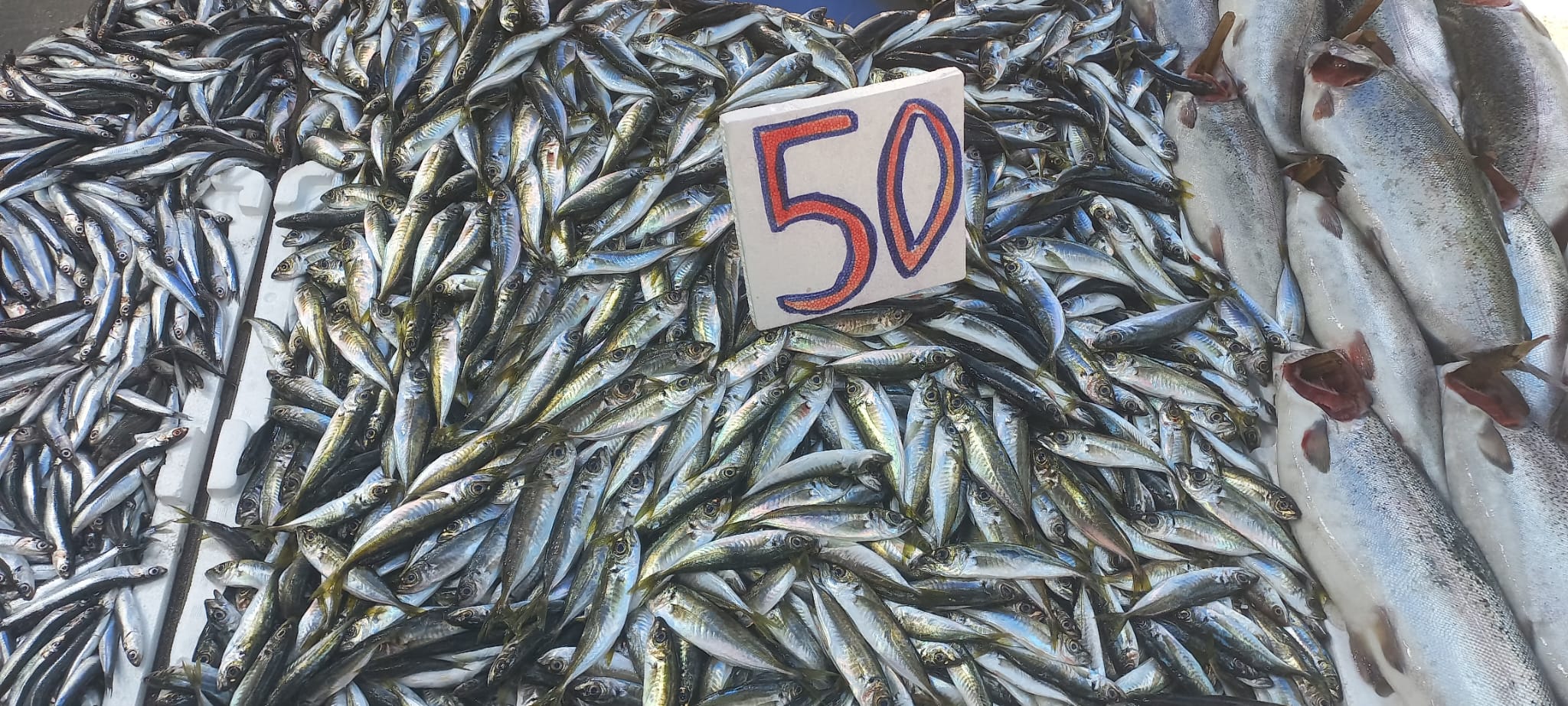 İstavrit Sudan Ucuz…