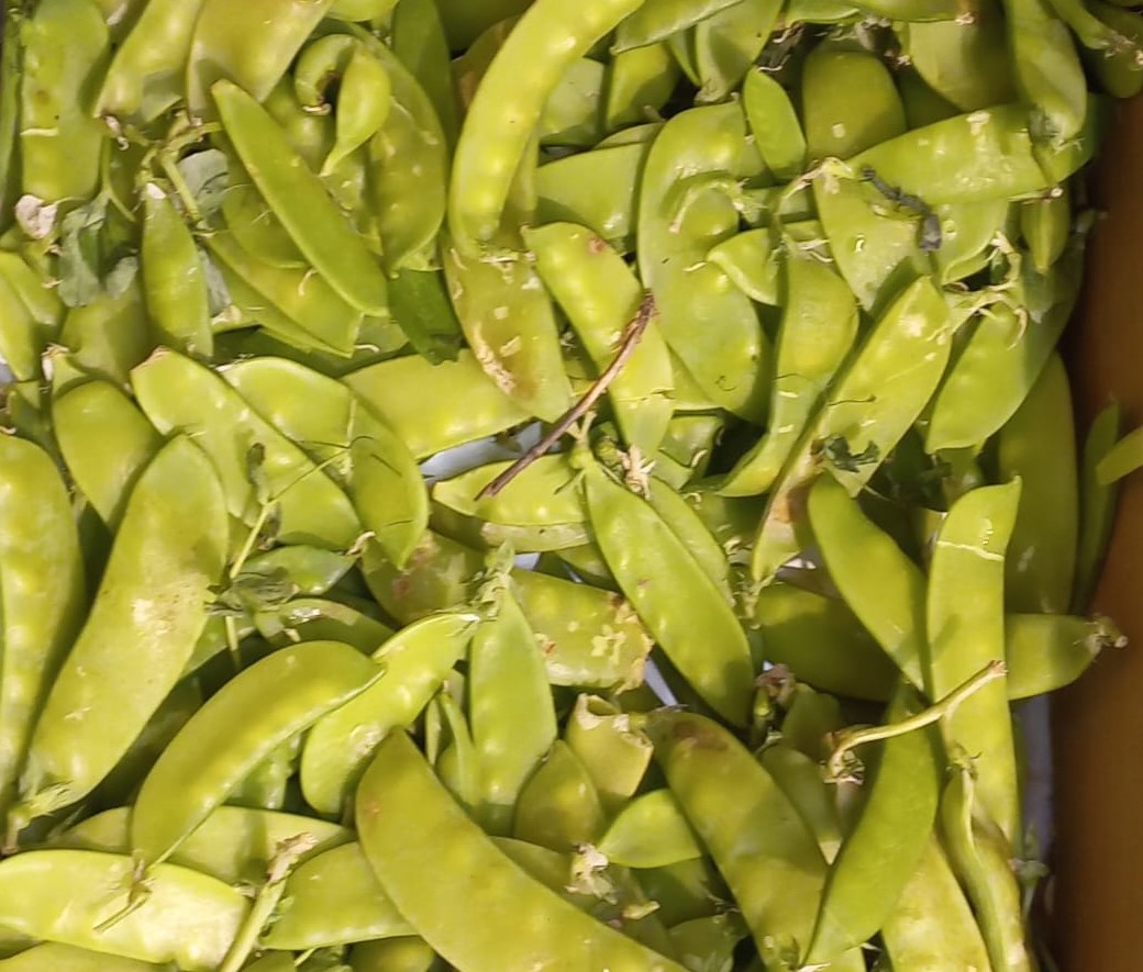 Bezelye Cep Yakıyor