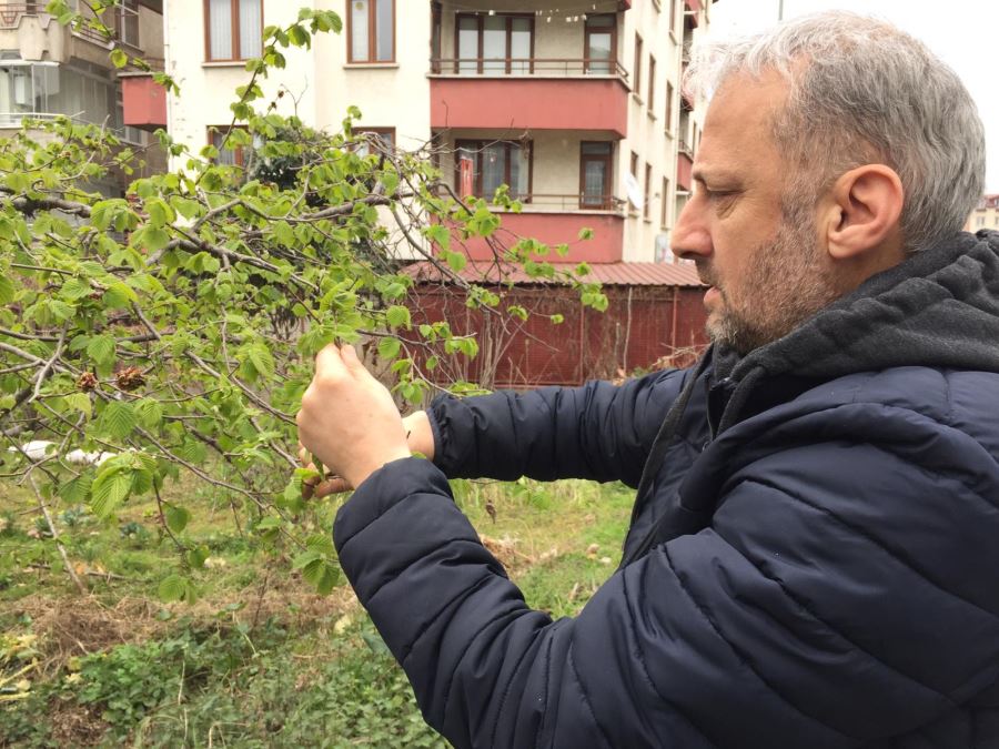 Küllemeye Karşı Bordo Bulamacı
