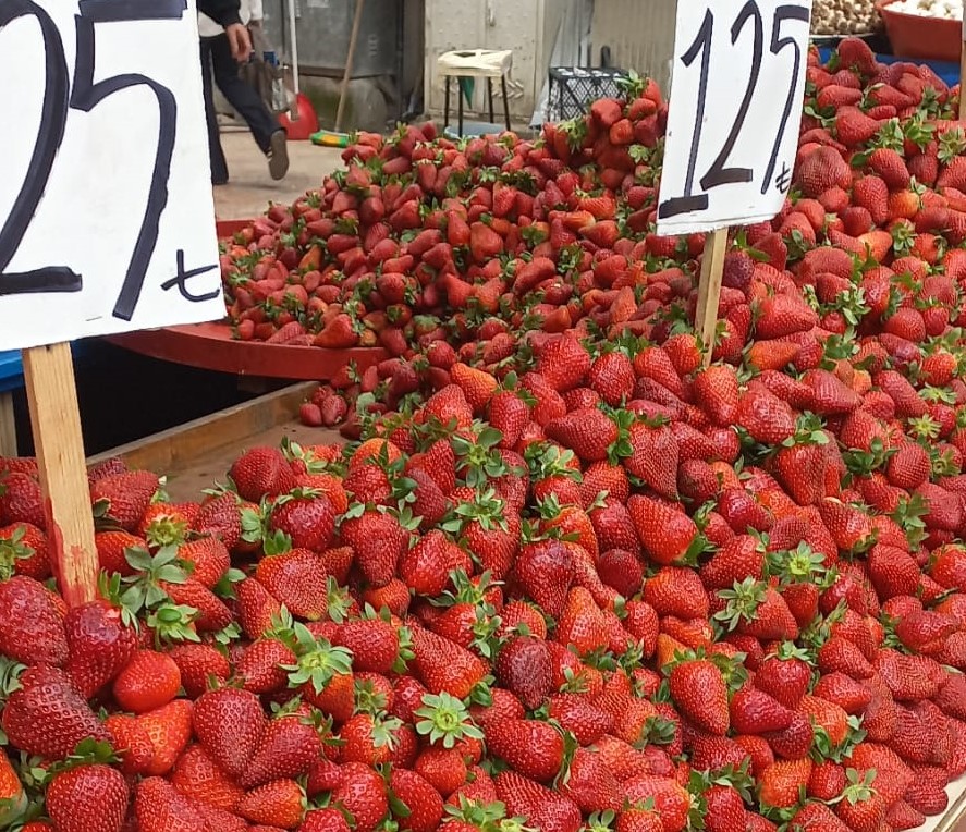 Ordu’da Çilek Bolluğu
