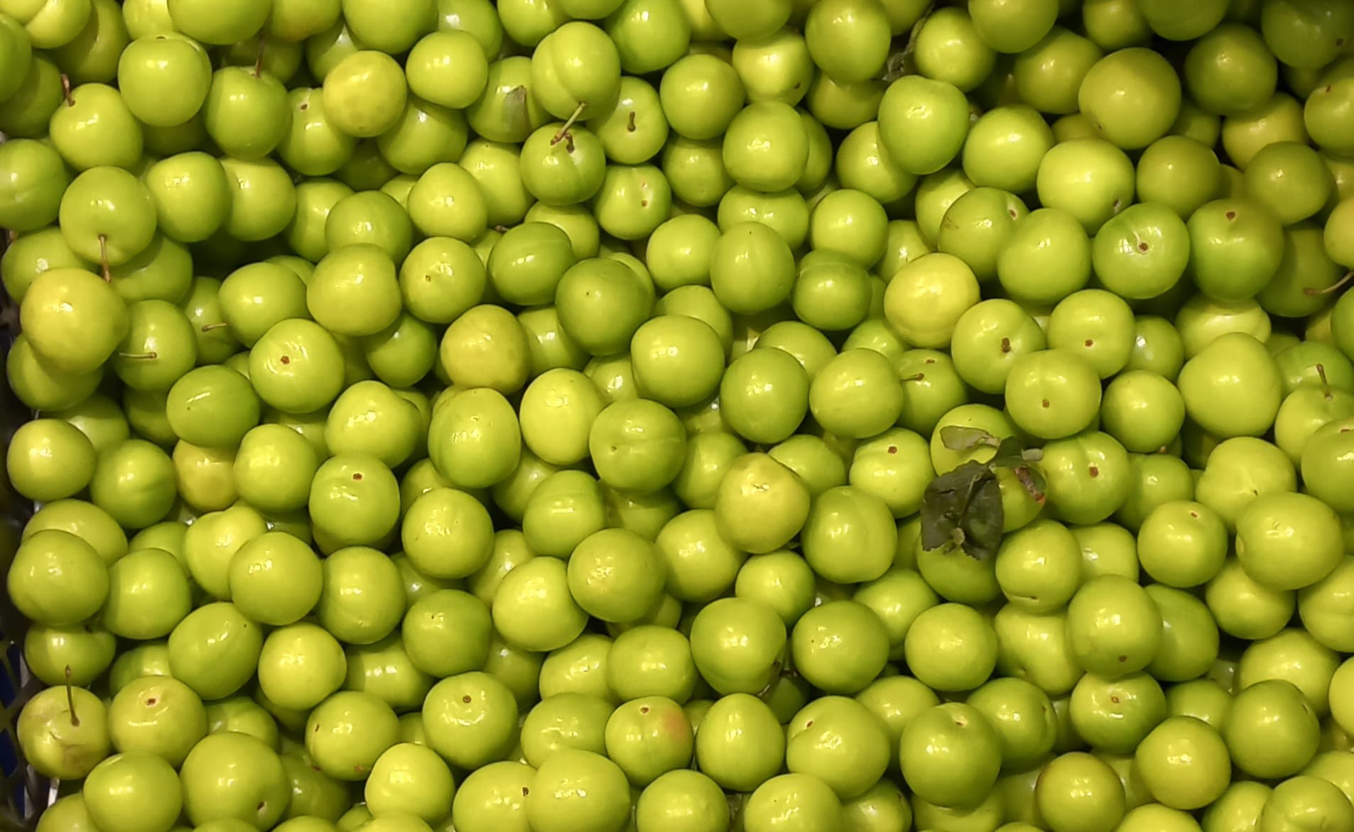 Ordu’da Eriğin Fiyatı Cep Yakıyor