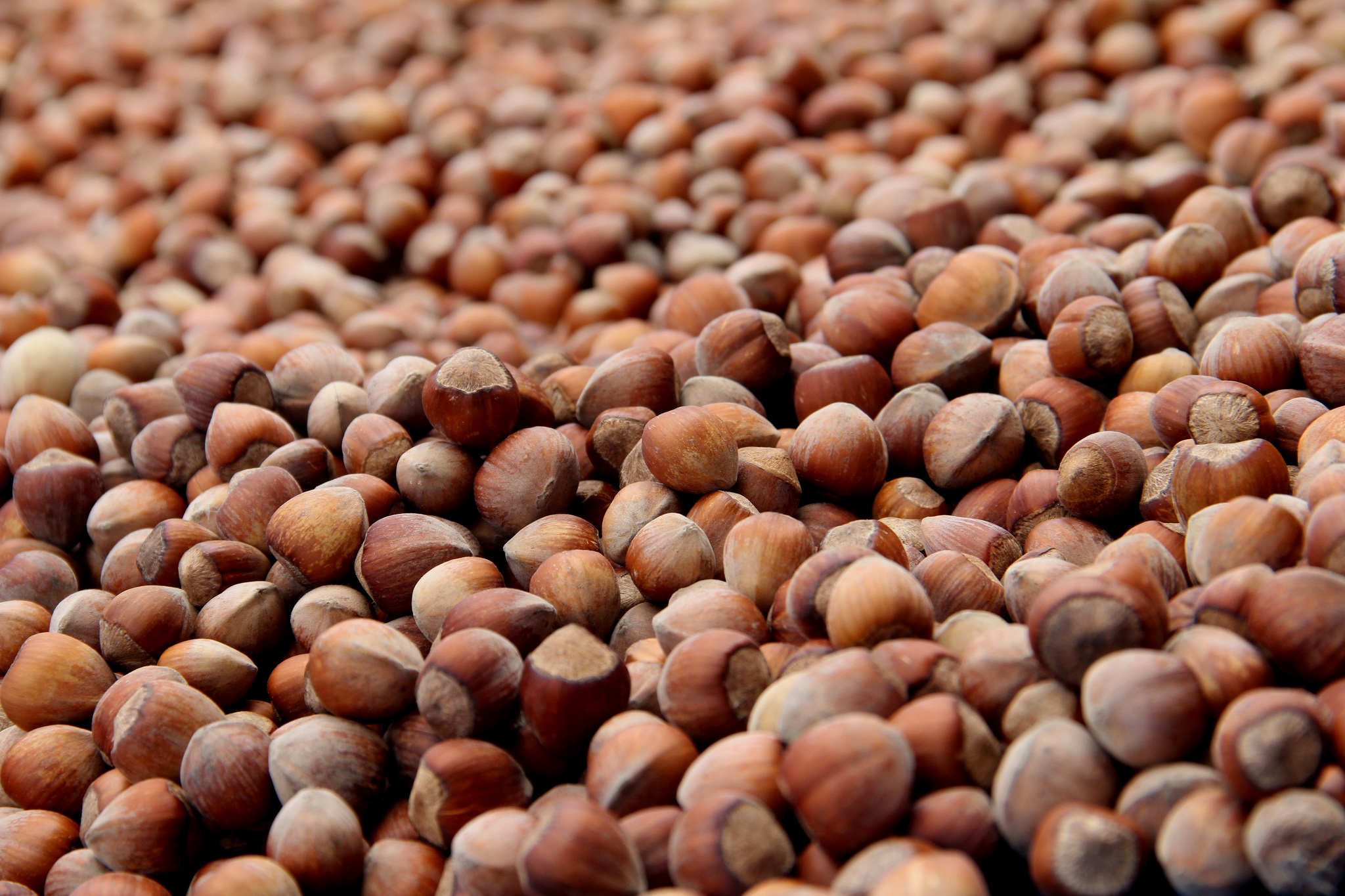 Fındık Fiyatı Artmıyor, Üretici İsyanda