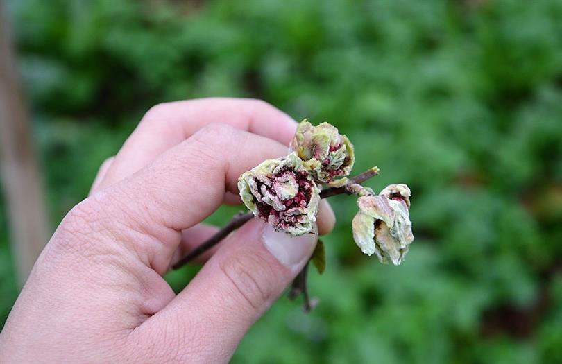 Fındıkta Kozalak Akarı Uyarısı