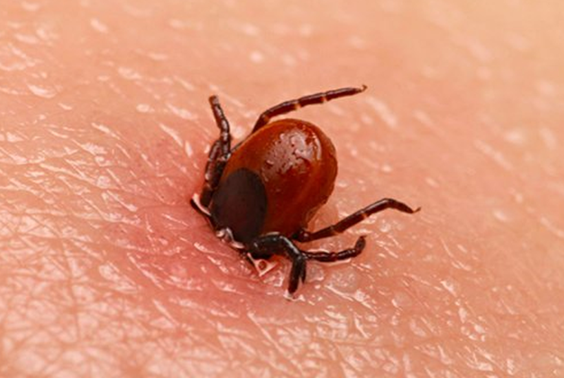 Bahar Geldi, Kene Vakaları Ortaya Çıktı!