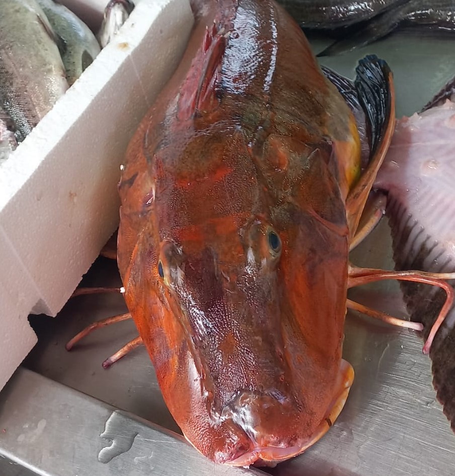 Ordu’da 4 Kiloluk Kırlangıç Balığı Avlandı