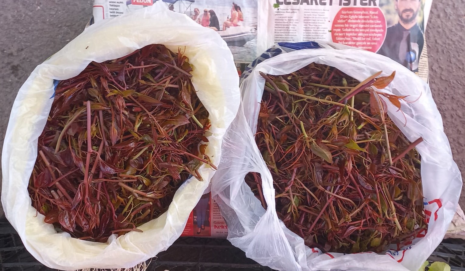 Melocanın Kilosu 500 Liradan Alıcı Buldu