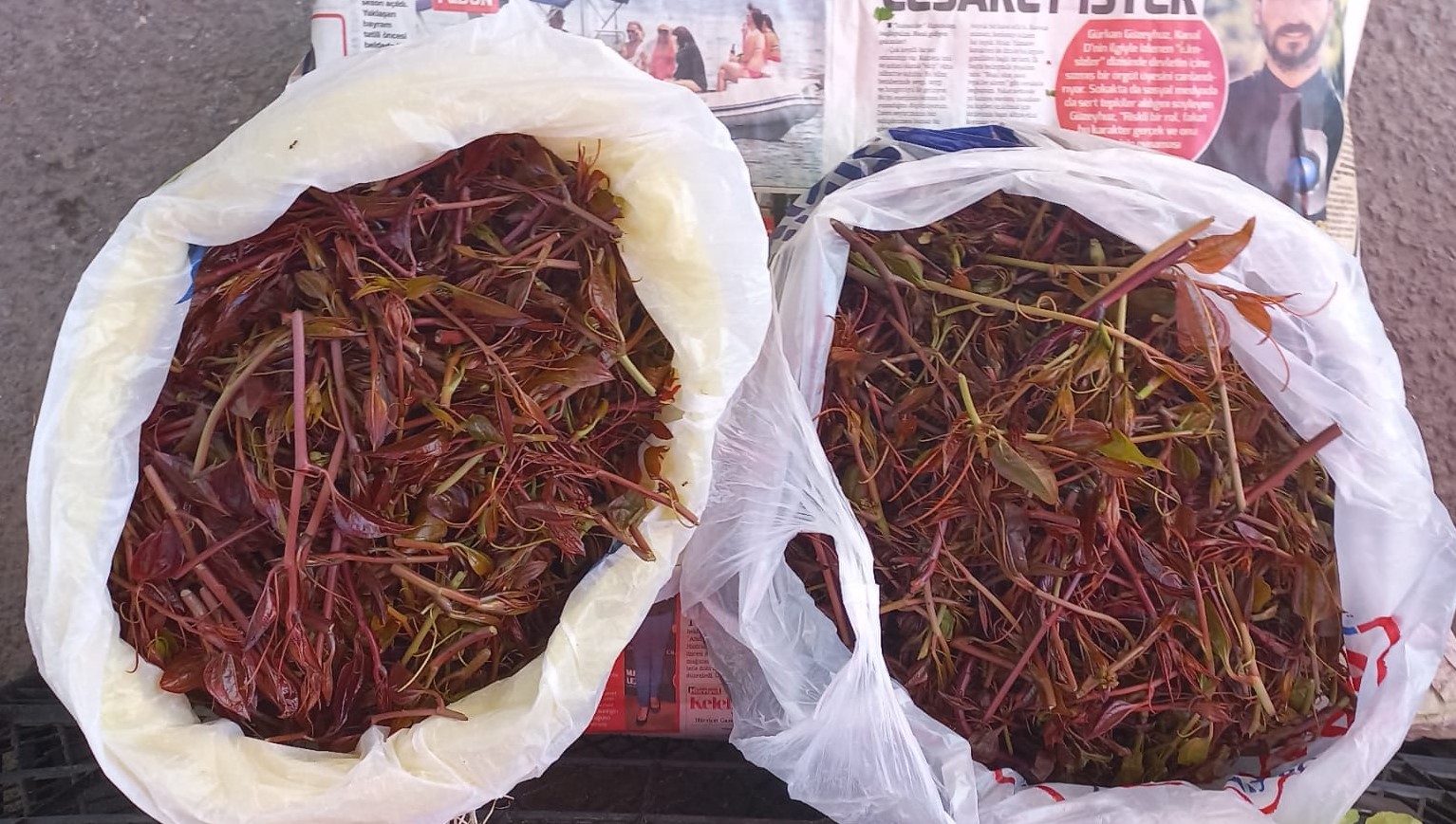 Melocan Mevsimi Başladı