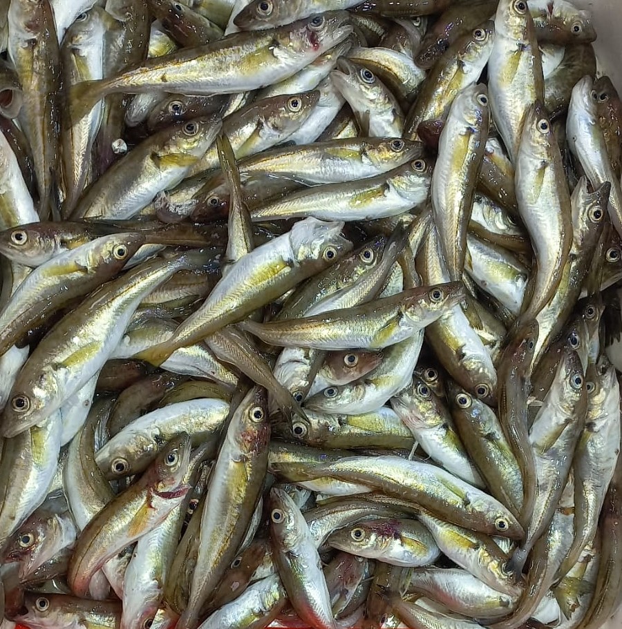 Balık Tezgahları Mezgite Kaldı