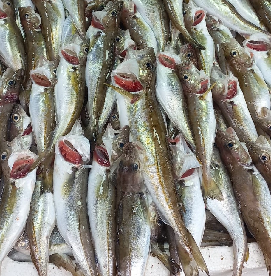 Mezgitin Ateşi Çıktı!