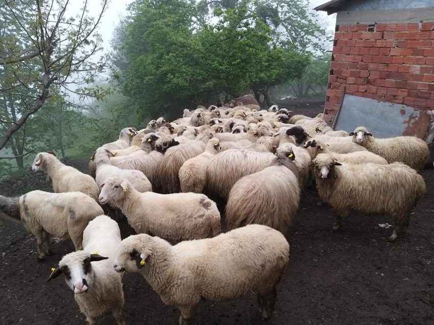 Kurbanlık Alırken Bu Detaylara Dikkat!