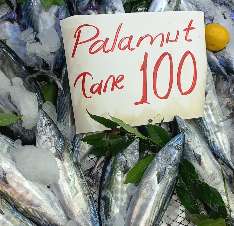 Ordu’da Palamut Bolluğu